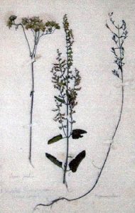 Herbier : Jacabre